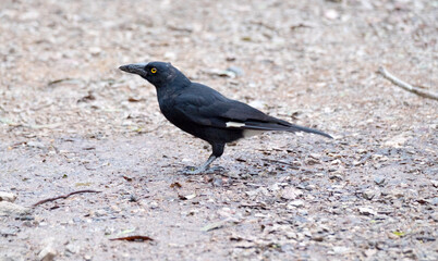 Blackbird with orange eyes.