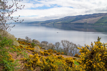 Scenic landscape view of Loch Ness in Scotland with the Scottish highlands and blue sky in background, and yellow gorse bushes in the foreground