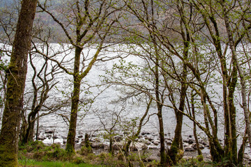 Fototapeta na wymiar Landscape view of a Scottish loch through a treelined pebble beach