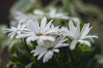 prächtige weiße Blüten eines Kapkörbchens Osteospermum ecklonis