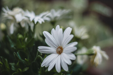 osteospermum ecklonis weiße Blüten