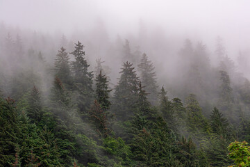 Juneau, Alaska, USA - July 19, 2011: Thick gray fog covers barely-visible dense green pine forest on slope of mountain as if skies fell.