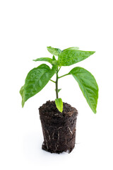 Young baby green pepper crop in small green pot isolated on white