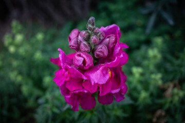 flower in the garden