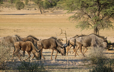 Fototapeta na wymiar Blue Wildebeest or Brindled Gnu, Kgalagadi, South Africa