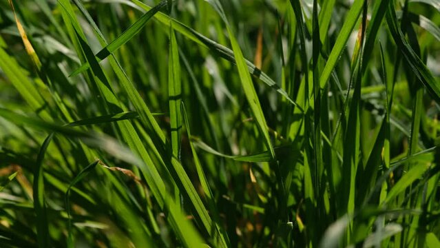 Green grass close-up background. Close-up view of fresh green grass, selective focus. Grass background - selective focus. Wheaten field.