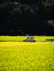 Fototapeta premium 稲刈り・乱れ飛ぶ赤とんぼ / 島根県鹿足郡津和野町