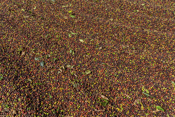 Coffee terrace. Coffee beans being processed, drying the coffee, removing all moisture.