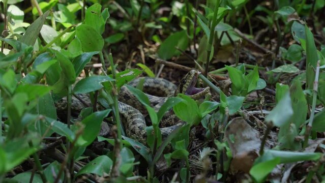 A close-up of a large green venomous snake hisses and tries to bite a person by crawling on the ground between the leaves of plants in tropical forests.