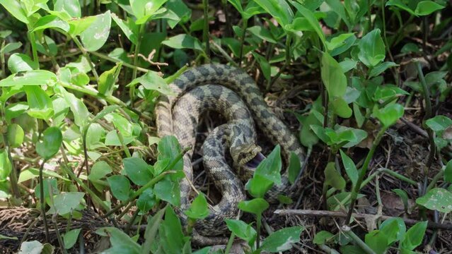 A close-up of a large green venomous snake hisses and tries to bite a person by crawling on the ground between the leaves of plants in tropical forests.