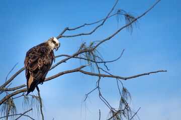 Osprey perched high on a tree overlooking the coastal landscape at Kingscliff, NSW