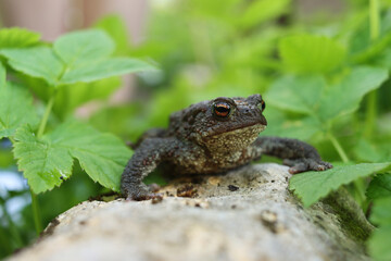 Swamp toad close-up. A frog is sitting on a rock.