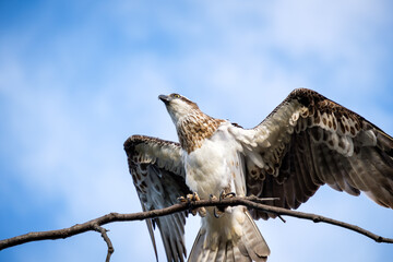 Osprey perched high on a tree overlooking the coastal landscape at Kingscliff, NSW