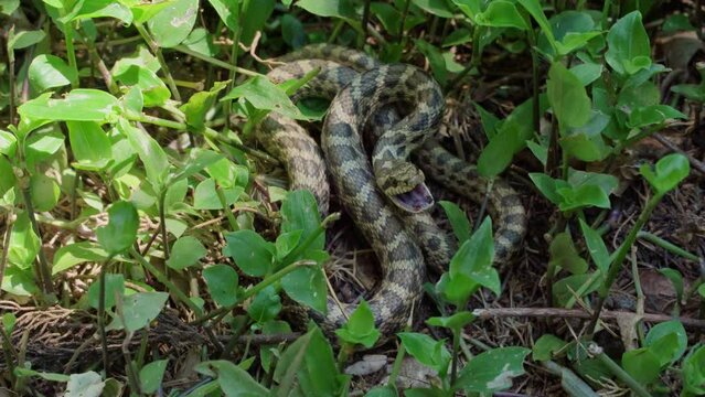 A close-up of a large green venomous snake hisses and tries to bite a person by crawling on the ground between the leaves of plants in tropical forests.