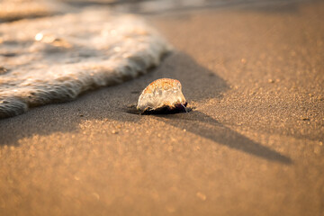 Blue bottle on the beach at sunrise with waves