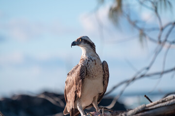 Osprey perched high on a tree overlooking the coastal landscape at Kingscliff, NSW