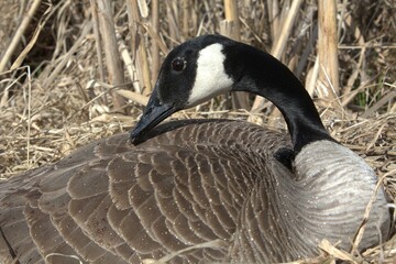 Momma Goose 09