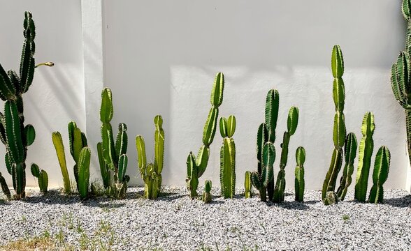 Big cactus on the white cement wall on the background , Sansevieria plant , tall succulent cactus by white wall. Mexican rural homestead garden. Provincial village, countryside rustic 