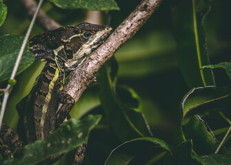 Reptile perched in a tree in the tropical. green jungle in the Yucatan peninsula with blurry background