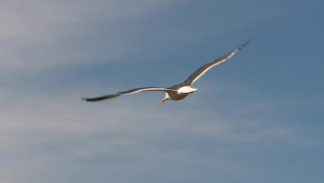 A seagull is flying in slow motion