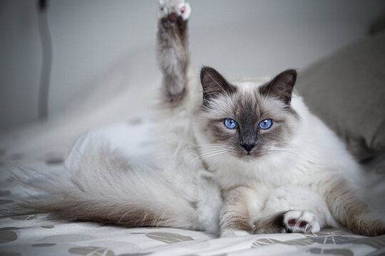 「Catkin」の画像 - 94,428 件の Stock 写真、ベクターおよびビデオ | Adobe Stock