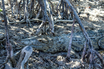 American crocodile hiding into a swamp surrounded by mangrove in sian Kaan national park near Tulum 