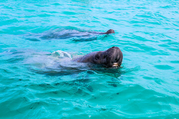 Obraz premium Two manatees swimming and breathing out in blue Caribbean Sea on a sunny day