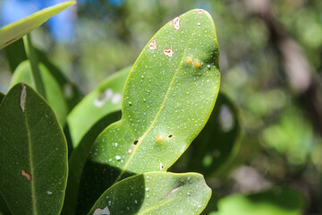 Green leaf of black mangrove tree with salt crystals at the surface under the sun ion sian Kaan national park near Tulum  - obrazy, fototapety, plakaty