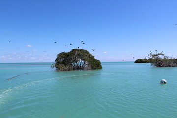 Mangrove tree surrounded by Caribbean Sea with marine birds on a sunny day in sian Kaan national park near Tulum