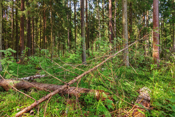 summer forest nature background