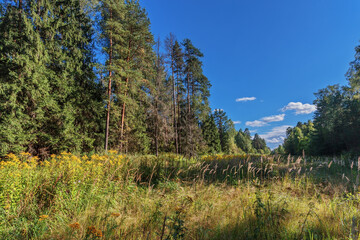 Scenic field near the forest  in sun lights