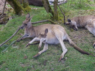 Schlafende Kängurus im Fota Wildlife Park, Cobh