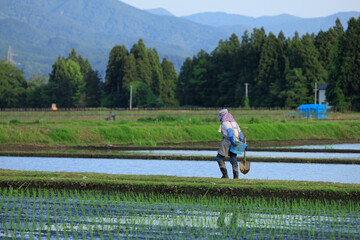 田んぼで働いている女性　春　田植え　農業