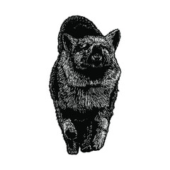 Icelandic Sheepdog illustration isolated on background