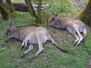 Naklejka na ściany i meble Schlafende Kängurus im Fota Wildlife Park, Cobh
