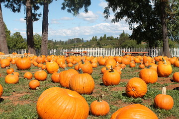 pumpkins in a field
