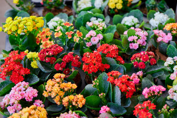 Multi colored of Kalanchoe flower in bloom at florist