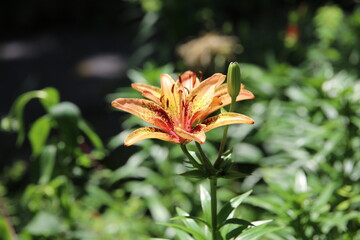 red and yellow flower