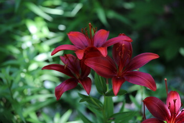 Fototapeta premium red tiger lily