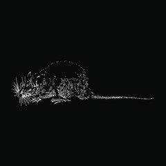 Rat hand drawing vector illustration isolated on black background
