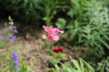 Fototapeta premium pink flower