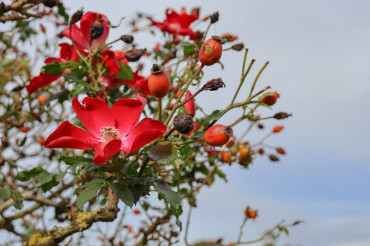 wild red rose blossoms and rose hips