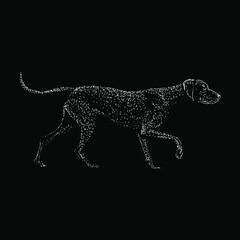 Vizsla hand drawing vector illustration isolated on black background