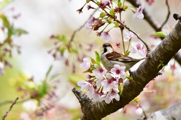 桜とニュウナイスズメ