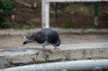 Carrier pigeon in a garden fountain.