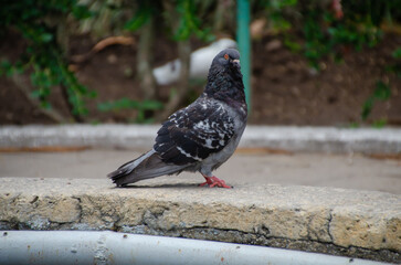 Carrier pigeon in a garden fountain.