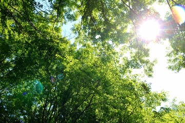 爽やかな新緑　あおもみじ　太陽　風景　みかも