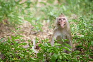 Portrait , one little brown monkey or Macaca in the forest park sits with a cheeky smile and is enjoying making eye contact at Khao Ngu Stone Park, Ratchaburi, Thailand. Leave space for text input. © sompao