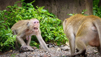 Portrait , Monkey or Macaca in the forest park are being threatened by the primates, they are...