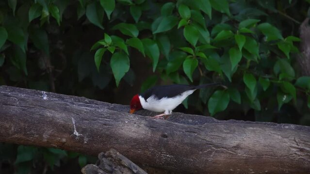 Yellow-Billed Cardinal Bird Paroaria Capitata Perched on Tree Branch